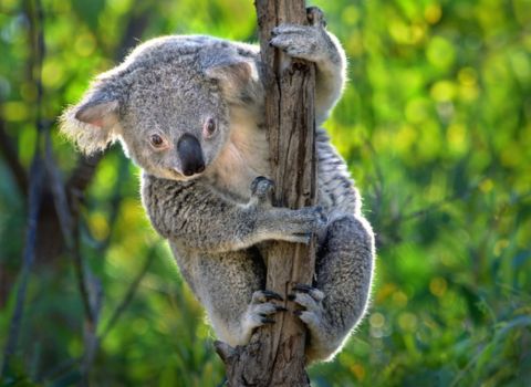 23-Day Australia & South Island Self-drive koala